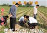 出售赞皇大枣苗【供应新疆大枣树苗】河北枣树苗基地