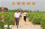 枣树苗基地，泰安枣树苗基地，沧州枣树苗基地，山东冬枣苗种植基