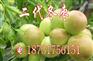 出售冬枣苗【供应黄骅冬枣苗】二代冬枣苗种植基地