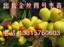 云南金丝四号枣树苗，贵州金丝四号枣树苗，广西金丝四号枣苗