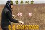 金丝四号枣效益分析，河北金丝四号枣种植基地 出售金丝四号枣树