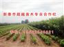 樱桃苗品种|樱桃苗|新泰超越苗木(查看)