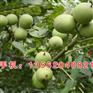 两公分核桃苗,核桃苗,新泰超越苗木(图)