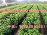 樱桃苗|新泰超越苗木|矮化樱桃苗