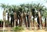 绍兴专业的加拿利海枣苗厂家：杭州热带椰子布迪椰子