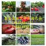 山东苹果树苗基地 红肉苹果苗价格 苹果苗新品种介绍