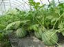 山东信誉好的西瓜专用膜生产基地 西瓜专用膜供应