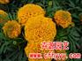 百日草种子采购,价格【卉源园艺】