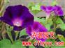 地被石竹种子厂商,批发【卉源园艺】