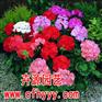 万寿菊F1种子怎么种,厂家