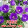虞美人种子采购价格,批发