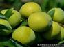 李子