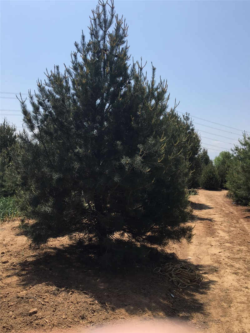 華山松價格苗圃：哪里能買到好的華山松