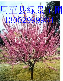 出售【廉價(jià)榆葉梅】陜西榆葉梅基地】【甘肅榆葉梅最新農(nóng)戶售價(jià)】