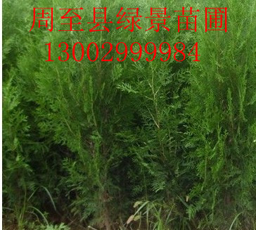 供應：西藏側(cè)柏廠家！優(yōu)質(zhì)新疆側(cè)柏！大量出售新疆側(cè)柏苗！