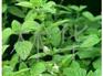 專業(yè)的奶茶加盟[薦]：專業(yè)的奶茶設(shè)備加盟