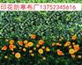 天津印花防寒布
