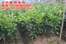 哪里有卖三红蜜柚苗—福建三红蜜柚基地，正达三红柚子苗
