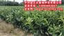 湖南邵阳正达三红蜜柚果树苗木基地|红心柚子苗|红肉蜜柚苗木