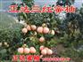 平和县正达大三红蜜柚种植前景分析