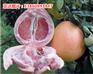 好吃又营养的三红蜜柚---平和县正达蜜柚种苗有限公司