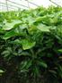 供应两年生三红蜜柚苗60-100公分———平和县正达蜜柚种苗