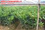基地直销三红蜜柚苗—平和县正达蜜柚种苗有限公司