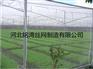 丽江防虫网 河北优惠的河北铭湾防虫网