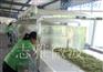 金银花微波杀青干燥设备
