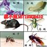 科学城开创大道附近洗外墙公司，马赛克墙面除黑渍污垢