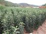 M26矮化苹果苗的优点有哪些