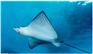 景观海洋展海洋生物展主题布置海狮表演资源