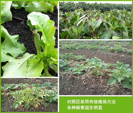 植物疫苗 超敏蛋白 蛋白肥料 蛋白农药 植物免疫蛋白 生物农药 超敏蛋白原药 