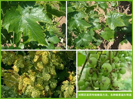植物疫苗，超敏蛋白，蛋白肥料，蛋白农药，植物免疫蛋白，植物抗病蛋白，植物免疫剂，植物免疫诱抗剂，植物病毒病害防治，植物病害防治，植物虫害防治，植物病虫害防治，植物病毒病预防