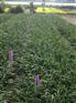 火!爆!啦!{山东【蛇鞭菊】批发商#供应商#种植基地#价格}