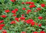 【美了美了美了!】草花九月菊报价#草花九月菊批发#草花九月菊