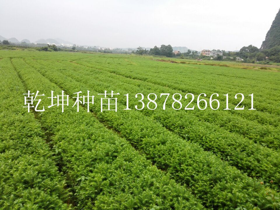 柳州品種好的杉木苗供應(yīng)：湖北杉木苗