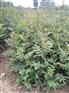 新余市花椒苗哪里有批发，种植花椒苗的