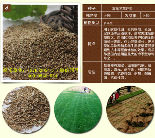 定州市养猪牧草种子批发&nbsp;&nbsp;牧草种子品种&nbsp;&nbsp;冬牧70黑麦草种子&nbsp;&nbsp;多年生黑麦草种子