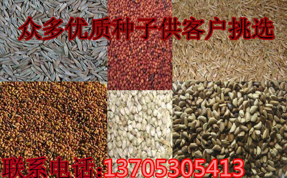 满城县有卖冬季养羊种的黑麦草种子吗，多少钱一斤&nbsp;&nbsp;牧草种子品种&nbsp;&nbsp;冬牧70黑麦草种子&nbsp;&nbsp;多年生黑麦草种子