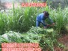 米易县批发多年生黑麦草种子哪里有卖的/&nbsp;&nbsp;牧草种子品种&nbsp;&nbsp;紫花苜蓿种子&nbsp;&nbsp;菊苣牧草种子