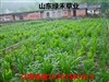 富顺县批发地面上黑麦草种子哪里有的卖/&nbsp;&nbsp;牧草种子品种&nbsp;&nbsp;冬牧70黑麦草种子&nbsp;&nbsp;多年生黑麦草种子