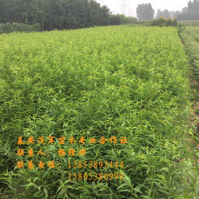 河南晚熟桃苗批发  青皮核桃  青核桃  新鲜核桃