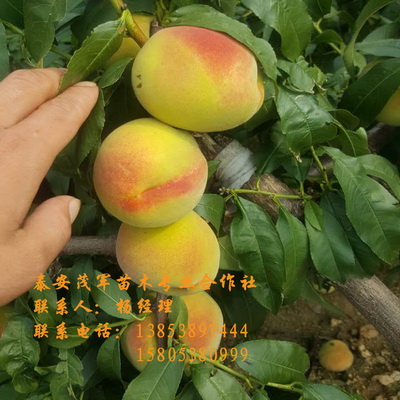河南晚熟桃苗批发  青皮核桃  青核桃  新鲜核桃