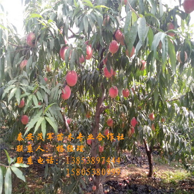 浙江桃苗供应  青皮核桃  青核桃  新鲜核桃