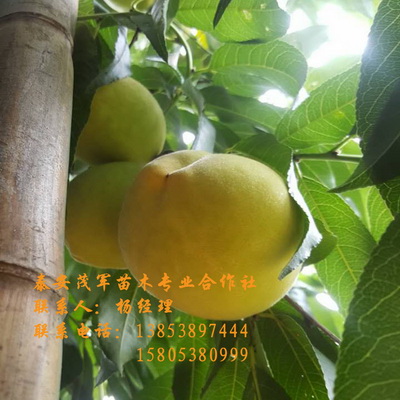 浙江桃苗供应  青皮核桃  青核桃  新鲜核桃
