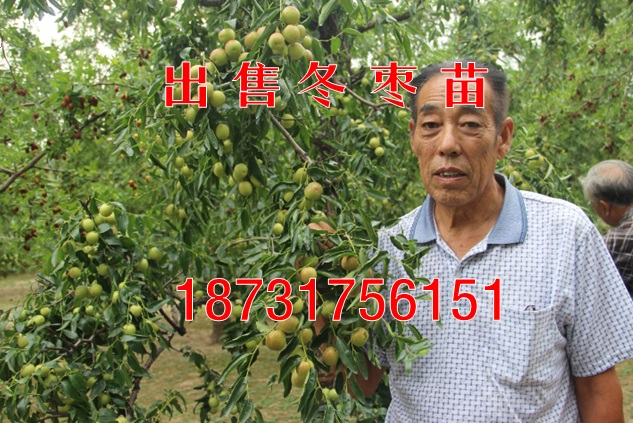 泰安冬枣苗种植基地，石家庄哪里出售冬枣苗  枣树苗