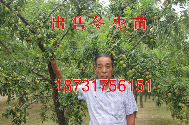 河北哪里出售冬枣苗【抗旱品种】  冬枣苗报价  冬枣苗行情  哪里供应冬枣苗