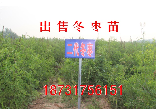 河北哪里出售冬枣苗【抗旱品种】  冬枣苗报价  冬枣苗行情  哪里供应冬枣苗