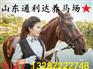 买骑乘马到山东通利达养马场去买可靠马